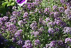 Easy Breezy Purple Lobularia (Lobularia maritima 'Balbeezurp') at Stonegate Gardens