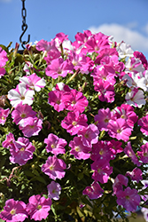 Headliner Light Pink Sky Petunia (Petunia 'KLEPH22597') at Lakeshore Garden Centres