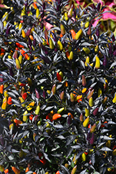 Midnight Fire Ornamental Pepper (Capsicum annuum 'Midnight Fire') at A Very Successful Garden Center