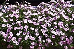 ColorRush Pink Star Petunia (Petunia 'Balcushpar') at Lakeshore Garden Centres