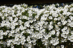 ColorRush White Petunia (Petunia 'ColorRush White') at Lakeshore Garden Centres