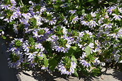 Fairy White Fan Flower (Scaevola aemula 'KLESC13596') at Lakeshore Garden Centres