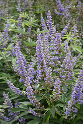 Rock Steady Chaste Tree (Vitex agnus-castus 'V12-2-1') at Lakeshore Garden Centres