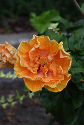Heat Flash Cajun Hibiscus (Hibiscus rosa-sinensis 'Heat Flash') at Stonegate Gardens