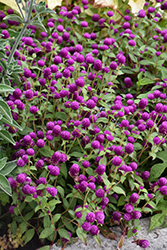 Pinball Purple Globe Amaranth (Gomphrena globosa 'Pinball Purple') at Stonegate Gardens