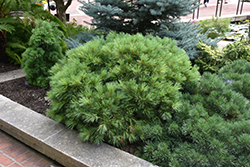 Windswept White Pine (Pinus strobus 'Windswept') at Stonegate Gardens
