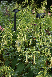 Moonraker Cape Fuchsia (Phygelius 'Moonraker') at Stonegate Gardens