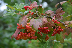 Wentworth Highbush Cranberry (Viburnum trilobum 'Wentworth') at The Mustard Seed