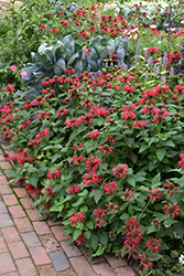 Cambridge Scarlet Beebalm (Monarda 'Cambridge Scarlet') at A Very Successful Garden Center