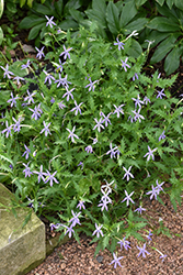 Gemini Blue Laurentia (Isotoma 'Gemini Blue') at Stonegate Gardens