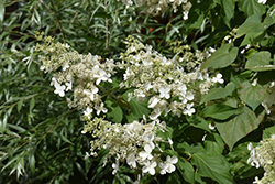 White Caps Hydrangea (Hydrangea paniculata 'Dolly') at Lakeshore Garden Centres