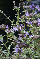 Cleveland Sage (Salvia clevelandii) at A Very Successful Garden Center