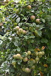September Wonder Fuji Apple (Malus 'September Wonder') at Stonegate Gardens