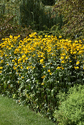 Cutleaf Coneflower (Rudbeckia laciniata) at A Very Successful Garden Center