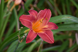 Cherry Cheeks Daylily (Hemerocallis 'Cherry Cheeks') at Lakeshore Garden Centres
