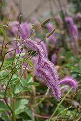 Lilac Squirrel Bottlebrush (Sanguisorba hakusanensis 'Lilac Squirrel') at Lakeshore Garden Centres