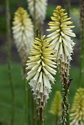 Lady Luck Torchlily (Kniphofia 'Lady Luck') at Stonegate Gardens