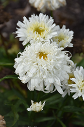 Amazing Daisies Marshmallow Shasta Daisy (Leucanthemum x superbum 'Marshmallow') at Lakeshore Garden Centres