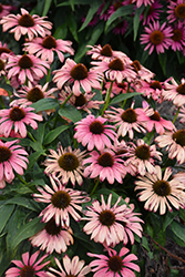 Butterfly Peacock Coneflower (Echinacea 'Peacock') at Stonegate Gardens
