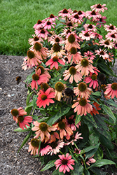Butterfly Peacock Coneflower (Echinacea 'Peacock') at Lakeshore Garden Centres