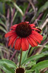 Butterfly Postman Coneflower (Echinacea 'POST301') at Lakeshore Garden Centres