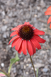 Dixie Scarlet Coneflower (Echinacea 'Dixie Scarlet') at A Very Successful Garden Center