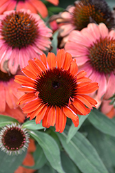 Eye-Catcher Tanager Coneflower (Echinacea 'Tanager') at Stonegate Gardens