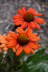 Kismet Red Coneflower (Echinacea 'TNECHKRD') at Lakeshore Garden Centres