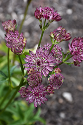 Sparkling Stars Pink Masterwort (Astrantia major 'Sparkling Stars Pink') at Lakeshore Garden Centres