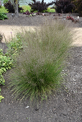 Gone With The Wind Prairie Dropseed (Sporobolus heterolepis 'Gone With The Wind') at Stonegate Gardens