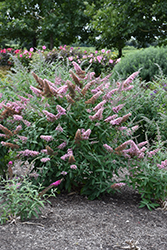 Monarch Princess Pink Butterfly Bush (Buddleia 'Princess Pink') at A Very Successful Garden Center