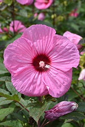 Brandy Punch Hibiscus (Hibiscus 'Brandy Punch') at Lakeshore Garden Centres