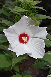 Summer Spice Creme de la Creme Hibiscus (Hibiscus '4400') at Lakeshore Garden Centres