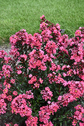 Colombian Coral Crapemyrtle (Lagerstroemia 'Colombian Coral') at Stonegate Gardens