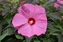 Head Over Heels Adore Hibiscus (Hibiscus 'RutHib3') at A Very Successful Garden Center
