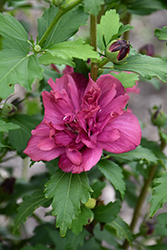 Collie Mullens Rose Of Sharon (Hibiscus syriacus 'Collie Mullens') at Lakeshore Garden Centres