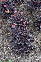 Black Forest Cake Coral Bells (Heuchera 'Black Forest Cake') at Lakeshore Garden Centres