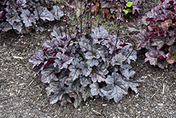 Dolce Frosted Berry Coral Bells (Heuchera 'Frosted Berry') at Stonegate Gardens