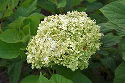 Bounty Hydrangea (Hydrangea arborescens 'Bounty') at Lakeshore Garden Centres