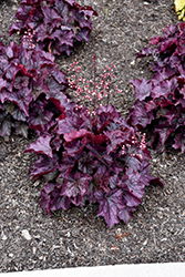 Northern Exposure Purple Coral Bells (Heuchera 'TNHEUNEP') at Lakeshore Garden Centres