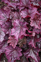 Northern Exposure Purple Coral Bells (Heuchera 'TNHEUNEP') at Lakeshore Garden Centres