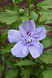 Blue Chiffon Rose of Sharon (Hibiscus syriacus 'Notwoodthree') at Stonegate Gardens