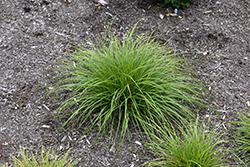 Pennsylvania Sedge (Carex pensylvanica) at Stonegate Gardens