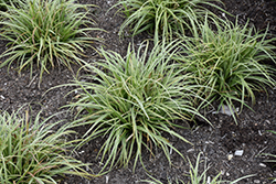 Silver Sceptre Variegated Japanese Sedge (Carex morrowii 'Silver Sceptre') at Stonegate Gardens
