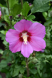 Violet Satin Rose of Sharon (Hibiscus syriacus 'Floru') at Stonegate Gardens