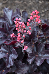 Black Forest Cake Coral Bells (Heuchera 'Black Forest Cake') at Lakeshore Garden Centres