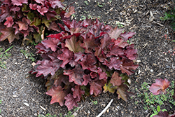 Carnival Burgundy Blast Coral Bells (Heuchera 'Burgundy Blast') at Lakeshore Garden Centres