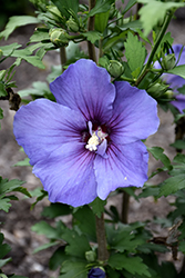 Paraplu Violet Rose of Sharon (Hibiscus syriacus 'Minsybv3s01') at Stonegate Gardens