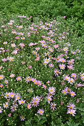 Clara Curtis Chrysanthemum (Chrysanthemum 'Clara Curtis') at Stonegate Gardens
