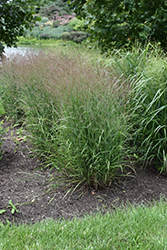 Purple Tears Switch Grass (Panicum virgatum 'Purple Tears') at Lakeshore Garden Centres